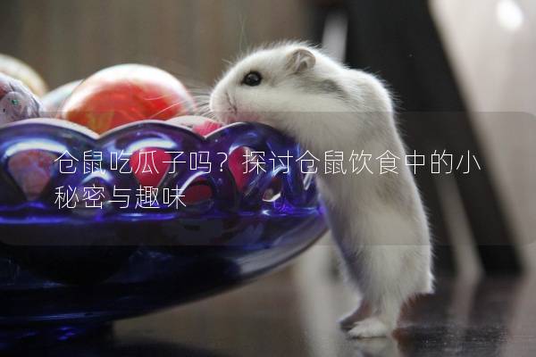 仓鼠吃瓜子吗？探讨仓鼠饮食中的小秘密与趣味