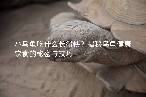小乌龟吃什么长得快？揭秘乌龟健康饮食的秘密与技巧
