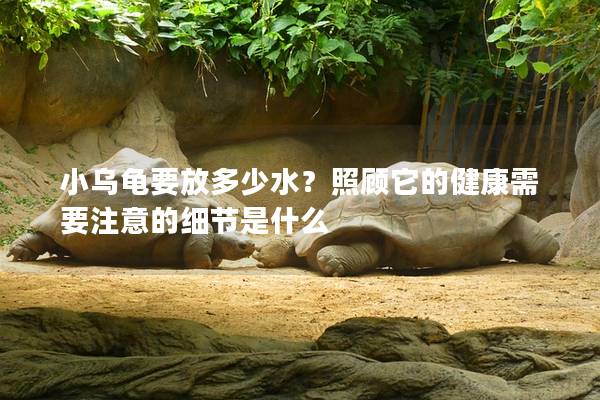 小乌龟要放多少水？照顾它的健康需要注意的细节是什么
