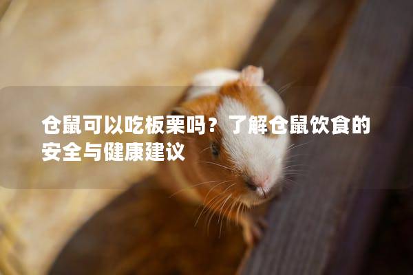 仓鼠可以吃板栗吗？了解仓鼠饮食的安全与健康建议