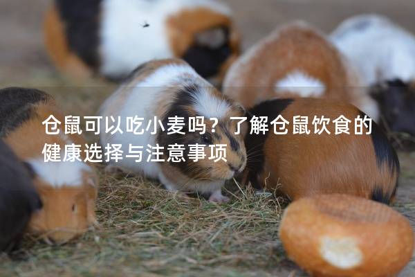 仓鼠可以吃小麦吗？了解仓鼠饮食的健康选择与注意事项