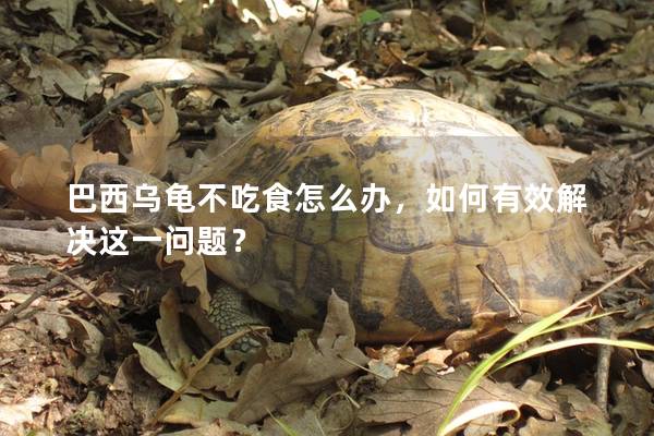 巴西乌龟不吃食怎么办，如何有效解决这一问题？