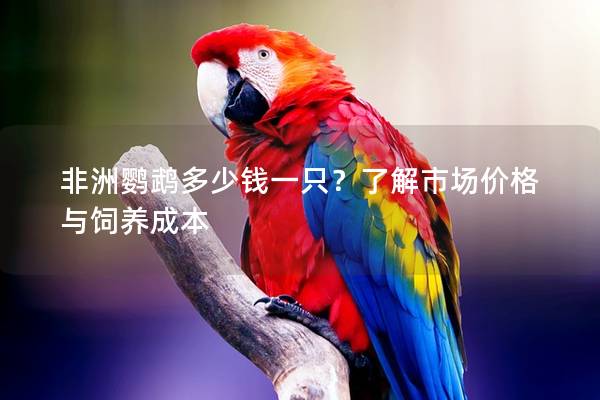 非洲鹦鹉多少钱一只？了解市场价格与饲养成本