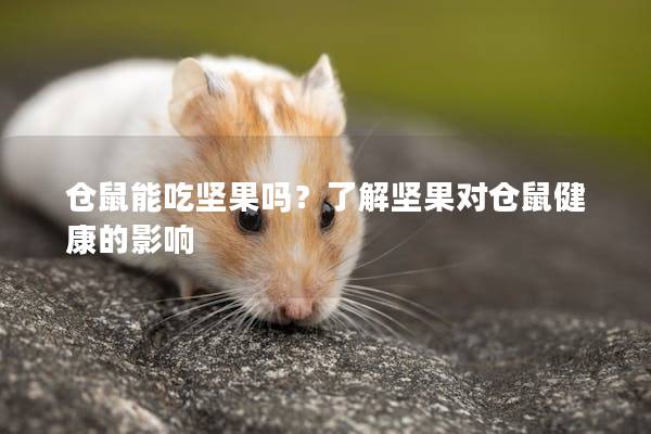 仓鼠能吃坚果吗？了解坚果对仓鼠健康的影响