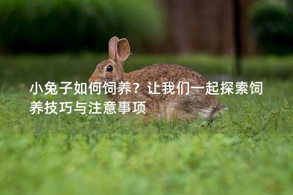 小兔子如何饲养？让我们一起探索饲养技巧与注意事项