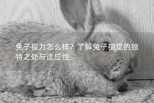 兔子视力怎么样？了解兔子视觉的独特之处与适应性