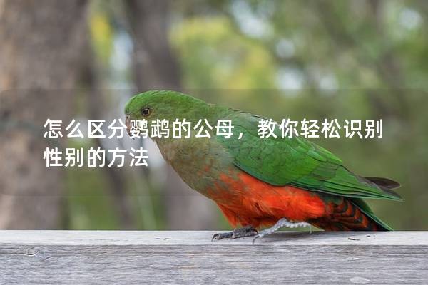 怎么区分鹦鹉的公母，教你轻松识别性别的方法