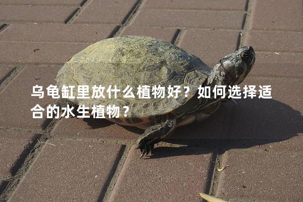 乌龟缸里放什么植物好？如何选择适合的水生植物？