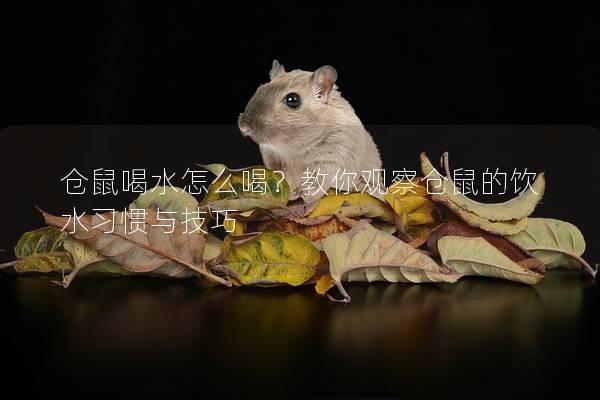 仓鼠喝水怎么喝？教你观察仓鼠的饮水习惯与技巧