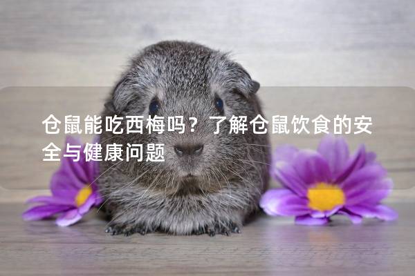 仓鼠能吃西梅吗？了解仓鼠饮食的安全与健康问题