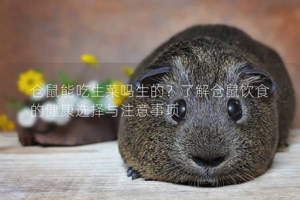 仓鼠能吃生菜吗生的？了解仓鼠饮食的健康选择与注意事项