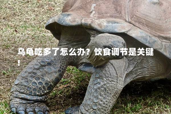 乌龟吃多了怎么办？饮食调节是关键!