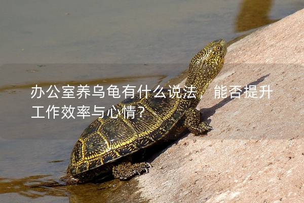 办公室养乌龟有什么说法，能否提升工作效率与心情？