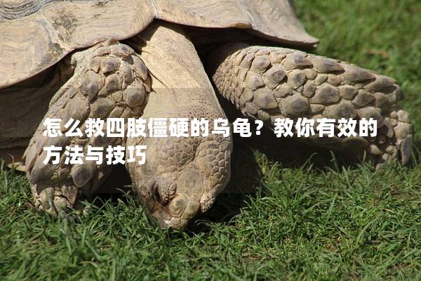 怎么救四肢僵硬的乌龟？教你有效的方法与技巧