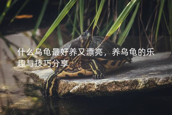 什么乌龟最好养又漂亮，养乌龟的乐趣与技巧分享
