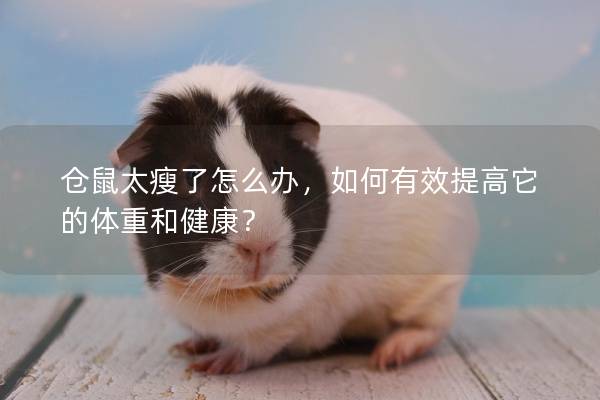 仓鼠太瘦了怎么办，如何有效提高它的体重和健康？