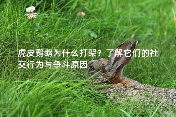 虎皮鹦鹉为什么打架？了解它们的社交行为与争斗原因