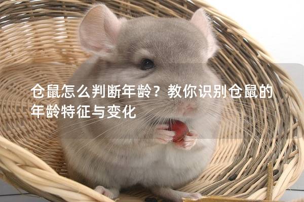 仓鼠怎么判断年龄？教你识别仓鼠的年龄特征与变化