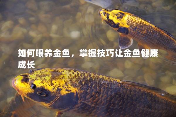 如何喂养金鱼，掌握技巧让金鱼健康成长