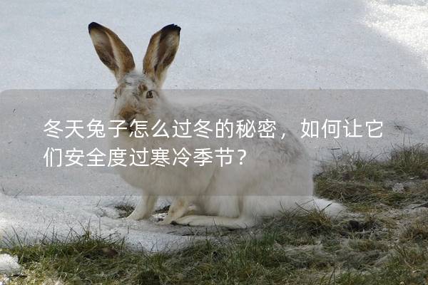 冬天兔子怎么过冬的秘密，如何让它们安全度过寒冷季节？