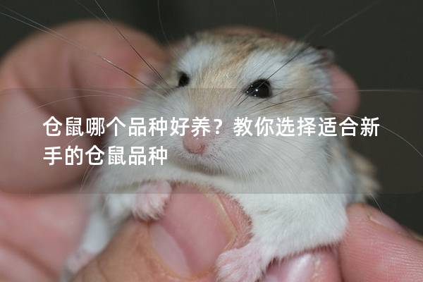 仓鼠哪个品种好养？教你选择适合新手的仓鼠品种