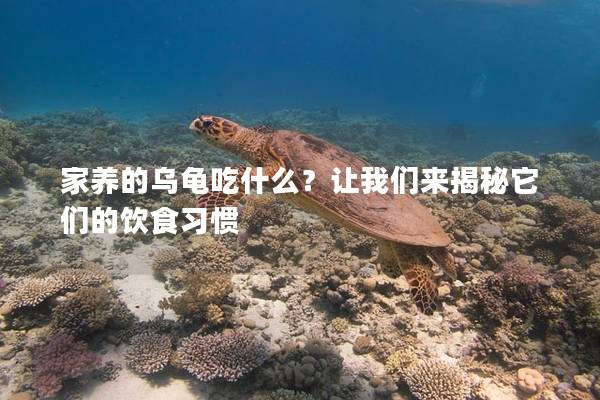 家养的乌龟吃什么？让我们来揭秘它们的饮食习惯