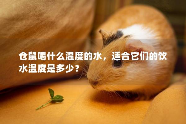 仓鼠喝什么温度的水，适合它们的饮水温度是多少？