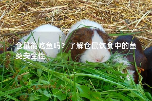 仓鼠能吃鱼吗？了解仓鼠饮食中的鱼类安全性