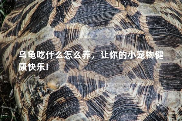 乌龟吃什么怎么养，让你的小宠物健康快乐!