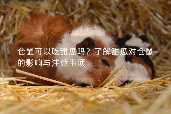仓鼠可以吃甜瓜吗？了解甜瓜对仓鼠的影响与注意事项