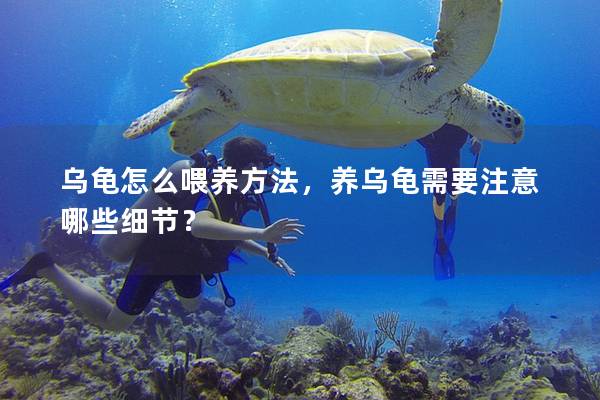 乌龟怎么喂养方法，养乌龟需要注意哪些细节？