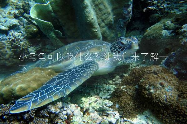 小乌龟可以吃什么？让我们来了解一下