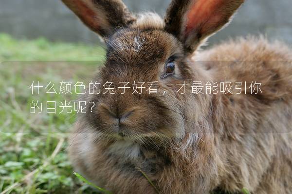 什么颜色的兔子好看，才最能吸引你的目光呢？