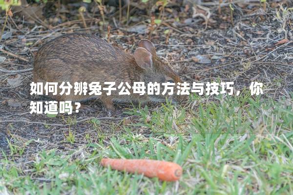 如何分辨兔子公母的方法与技巧，你知道吗？