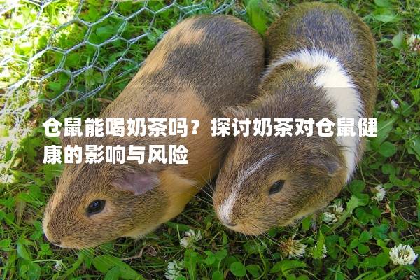 仓鼠能喝奶茶吗？探讨奶茶对仓鼠健康的影响与风险