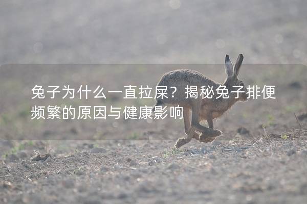 兔子为什么一直拉屎？揭秘兔子排便频繁的原因与健康影响