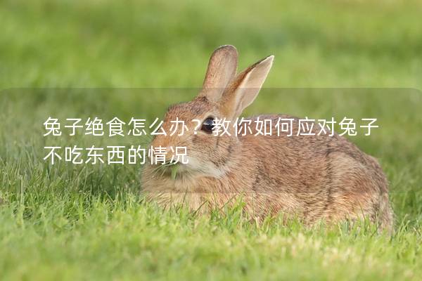 兔子绝食怎么办？教你如何应对兔子不吃东西的情况
