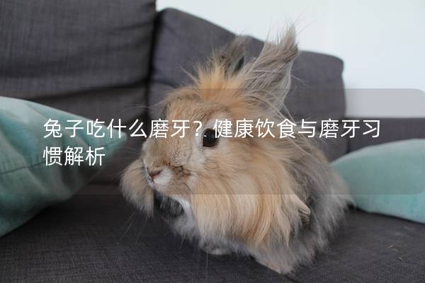 兔子吃什么磨牙？健康饮食与磨牙习惯解析