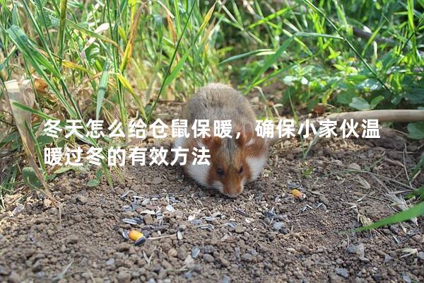 冬天怎么给仓鼠保暖，确保小家伙温暖过冬的有效方法
