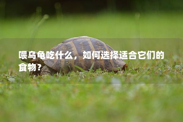 喂乌龟吃什么，如何选择适合它们的食物？