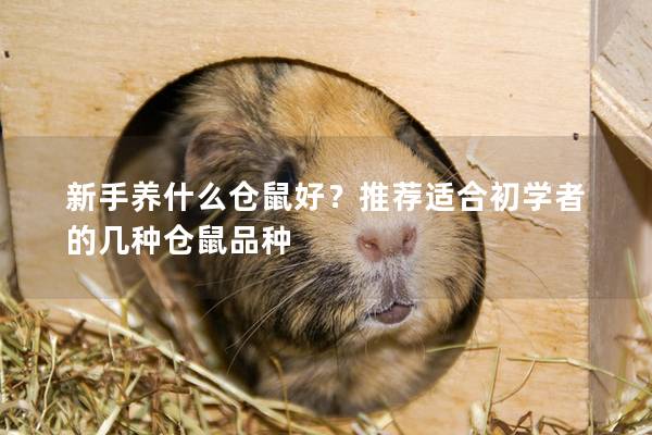 新手养什么仓鼠好？推荐适合初学者的几种仓鼠品种