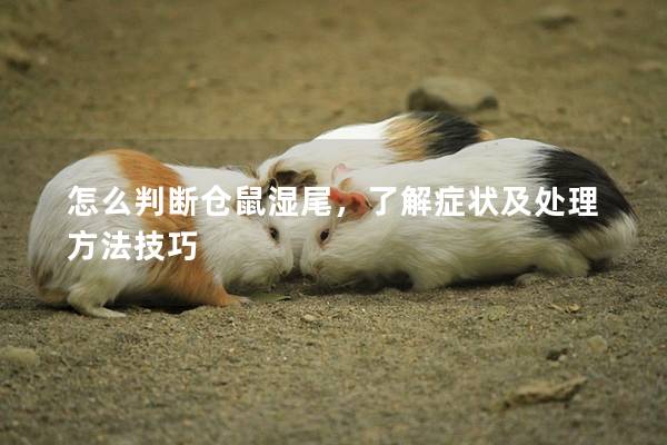 怎么判断仓鼠湿尾，了解症状及处理方法技巧