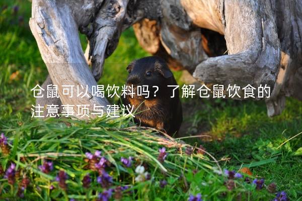 仓鼠可以喝饮料吗？了解仓鼠饮食的注意事项与建议