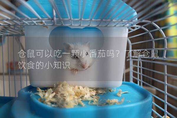 仓鼠可以吃一颗小番茄吗？了解仓鼠饮食的小知识