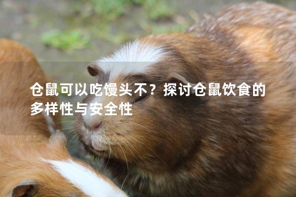 仓鼠可以吃馒头不？探讨仓鼠饮食的多样性与安全性