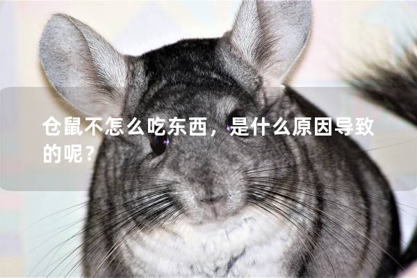 仓鼠不怎么吃东西，是什么原因导致的呢？