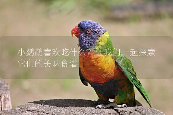 小鹦鹉喜欢吃什么？让我们一起探索它们的美味食谱
