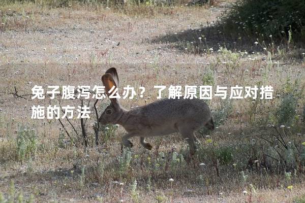 兔子腹泻怎么办？了解原因与应对措施的方法