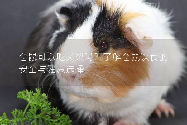 仓鼠可以吃凤梨吗？了解仓鼠饮食的安全与健康选择