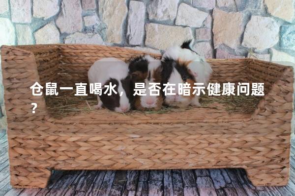 仓鼠一直喝水，是否在暗示健康问题？